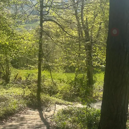 Forest Hillside Tarcin Willa Cicke