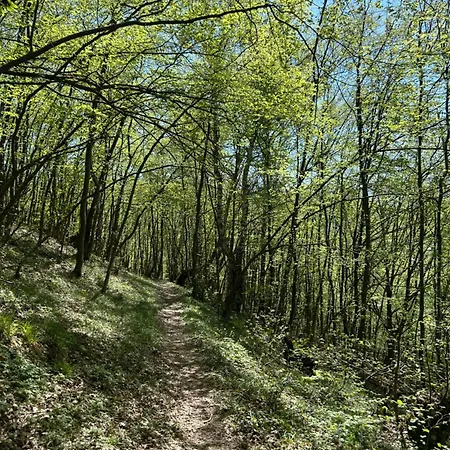 Forest Hillside Tarcin Cicke