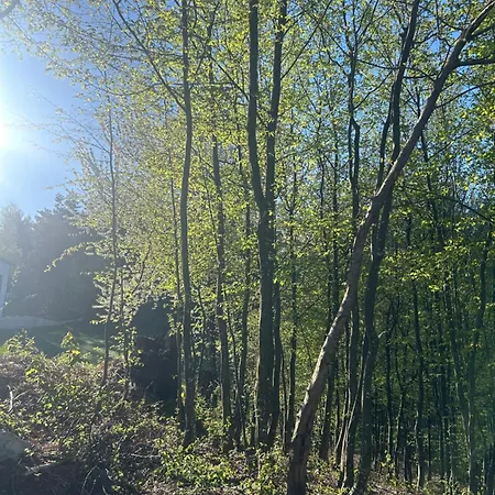 Forest Hillside Tarcin Willa